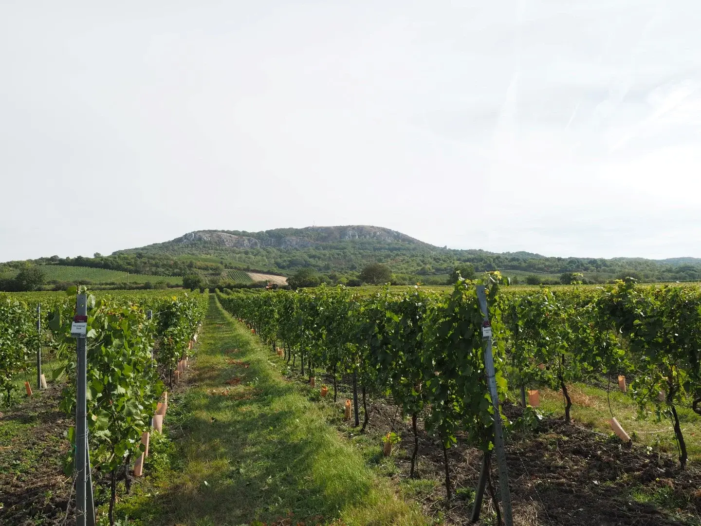 Vinice a sklizeň