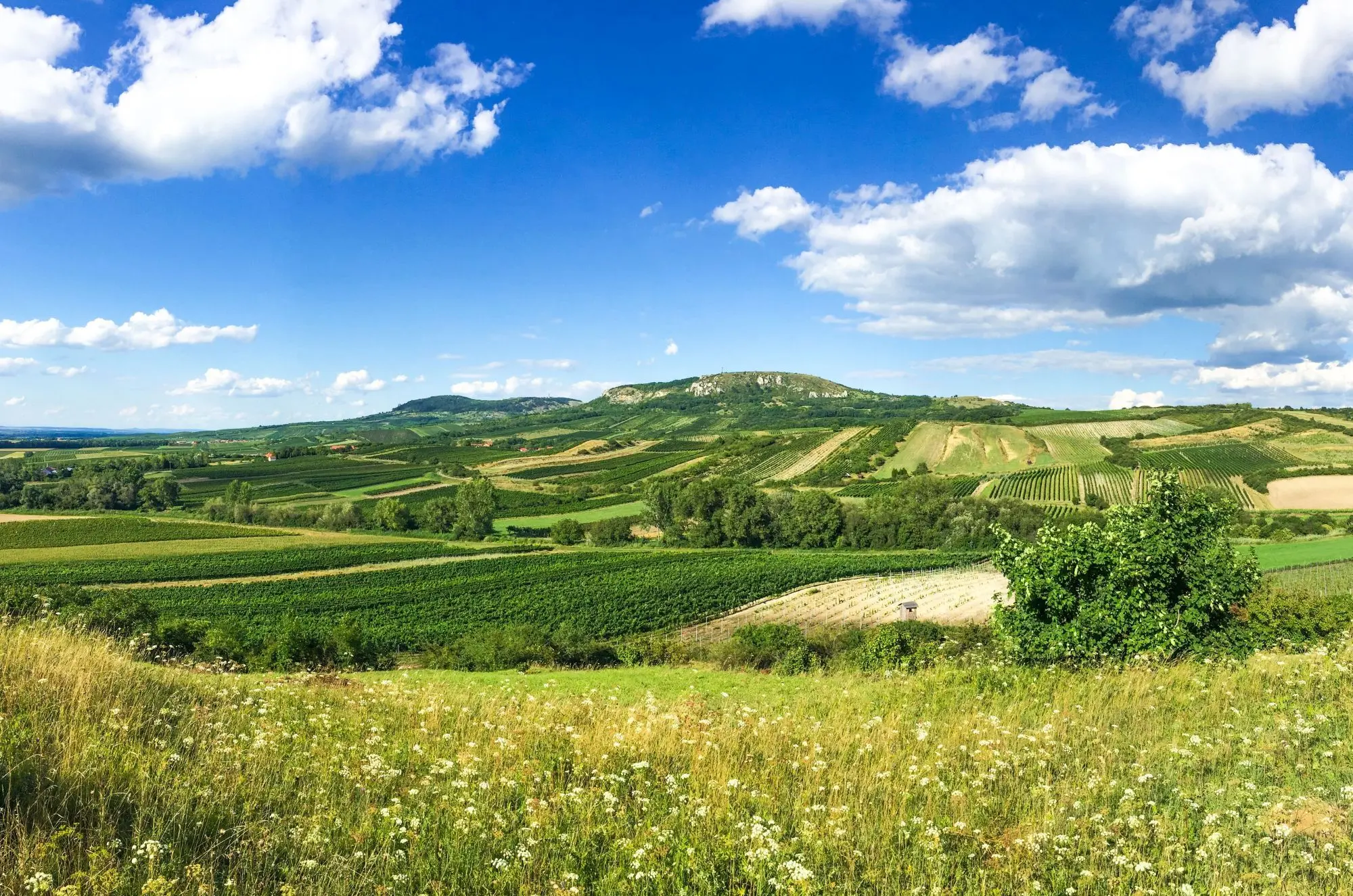 Pálavské vinice a jejich krajina